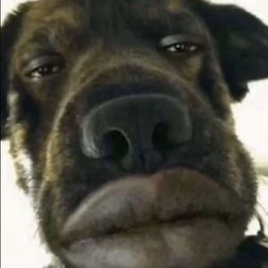 Meet your Posher, Josh